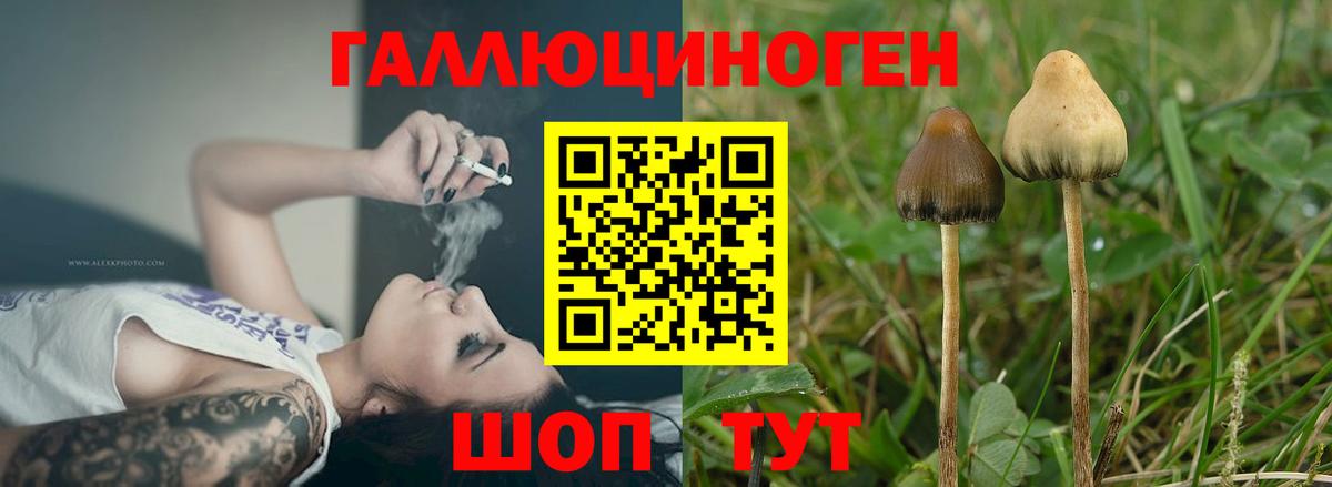 Мариинск  Галлюциногенные грибы Psilocybine cubensis  Вход с VPN 